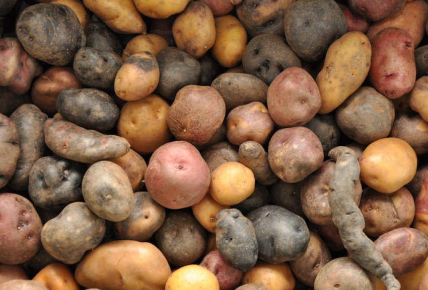 Різноманіття сортів картоплі