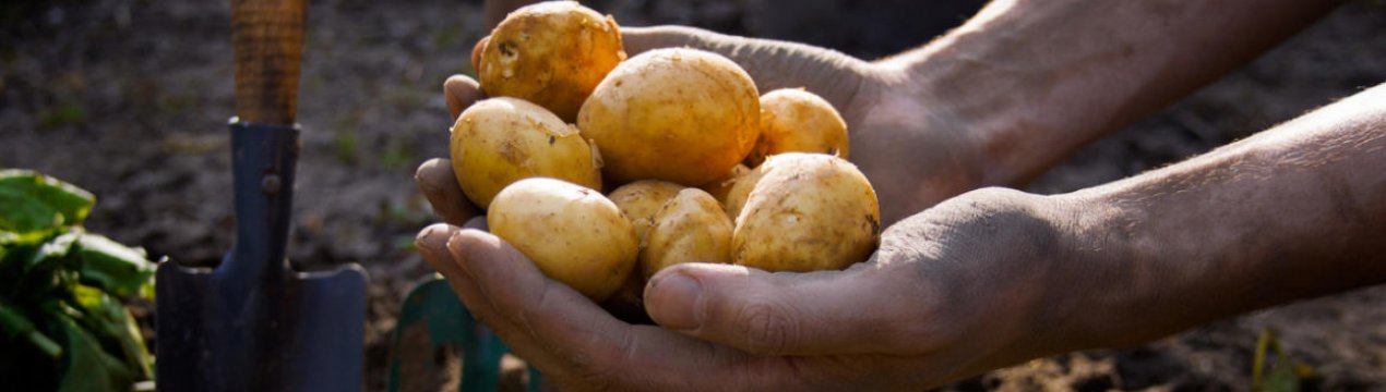 Саджу велику, а викопую дрібне. 4 головні помилки в вирощуванні картоплі