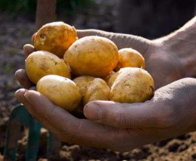 Саджу велику, а викопую дрібне. 4 головні помилки в вирощуванні картоплі