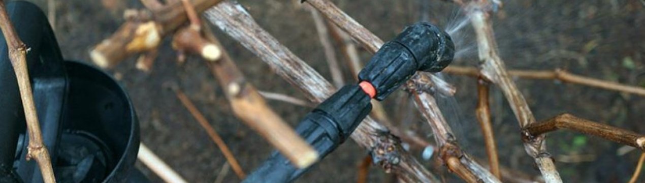 Цю обробку не можна пропустити, а то поплатитесь врожаєм. Чим і від чого обробляти виноград весною?