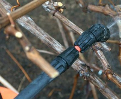 Цю обробку не можна пропустити, а то поплатитесь врожаєм. Чим і від чого обробляти виноград весною?