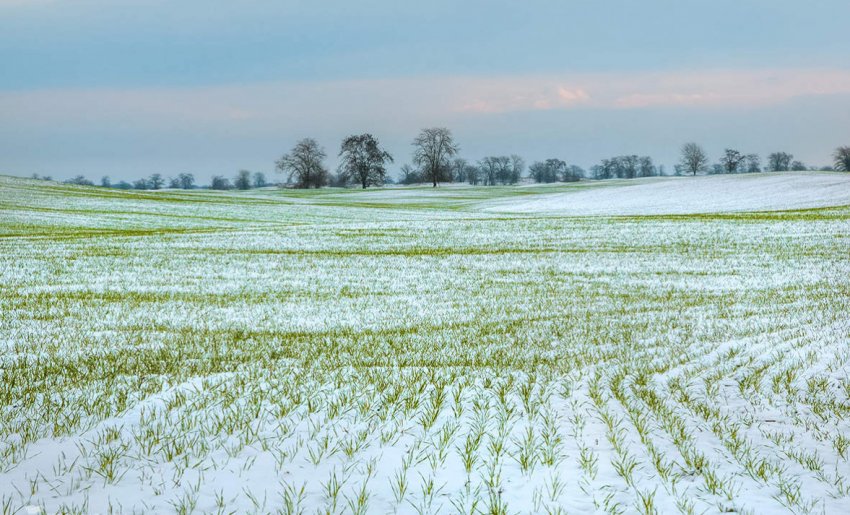 Озима пшениця в полі