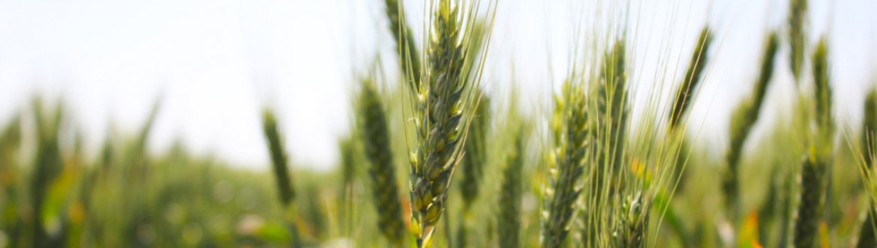 У 2021 році врожай пшениці перевищить 27 млн. тонн