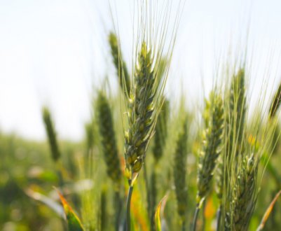 У 2021 році врожай пшениці перевищить 27 млн. тонн