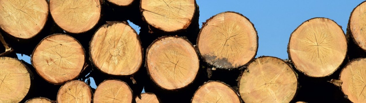 В Україні названі області-лідери по реалізації деревини