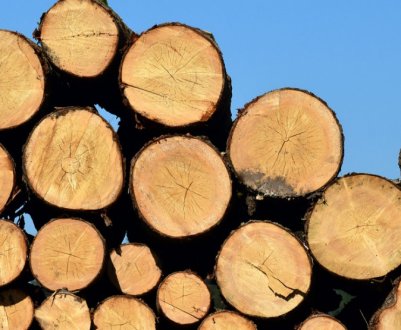 В Україні названі області-лідери по реалізації деревини