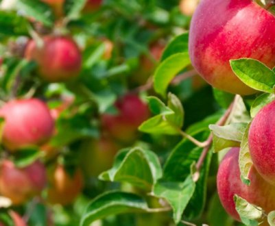 Володимир Гуржій: Сучасний яблуневий сад здатний плодоносити вже в перший рік