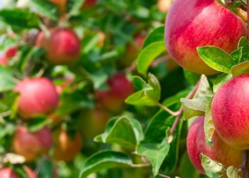 Володимир Гуржій: Сучасний яблуневий сад здатний плодоносити вже в перший рік