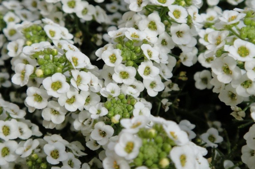 Лобулярія морська