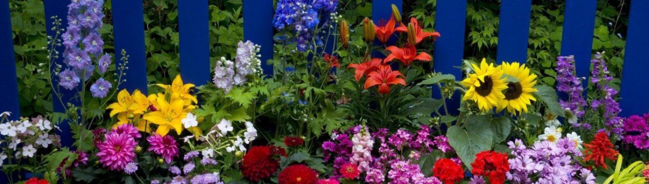 Топ-5 неприховливих однорічних квітів для дачі