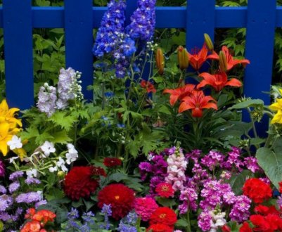 Топ-5 неприховливих однорічних квітів для дачі