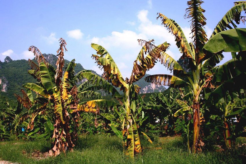 Хвора плантація бананів Хвора плантація бананів