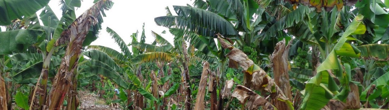 Світове виробництво бананів опинилося під загрозою