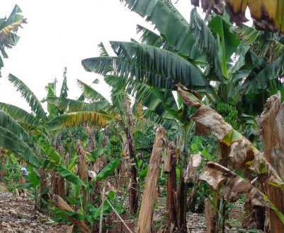 Світове виробництво бананів опинилося під загрозою