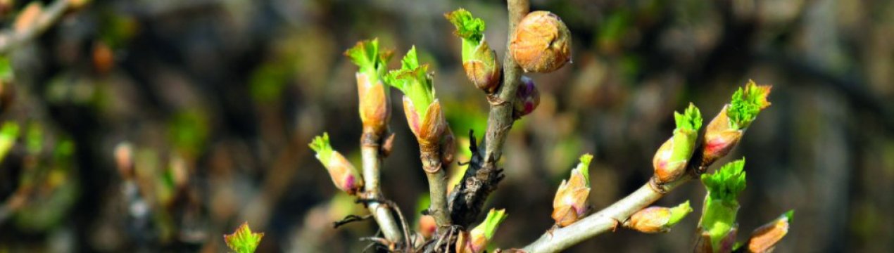 Зауважили круглі почки на смородині? Позбудьтеся від них! Пояснюю, чому