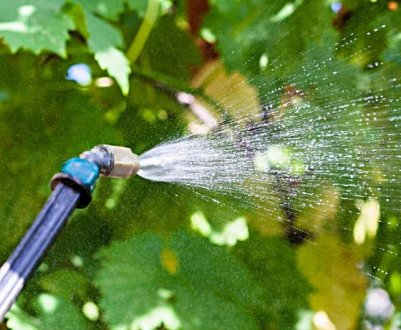 Виноград не буде хворіти! Чим потрібно обробити виноград перед цвітінням?