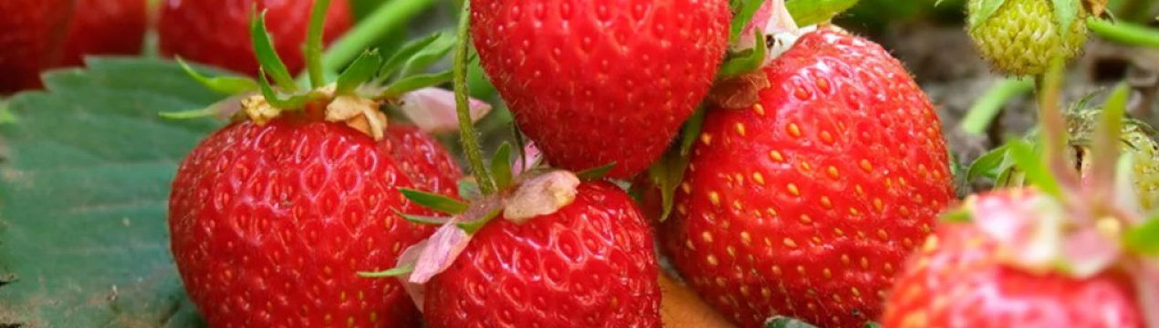 3 признака, що від полуницевих кущів пора позбутися