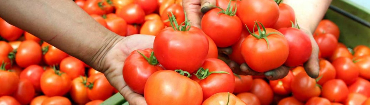 В європейських країнах зросло попит на помідори