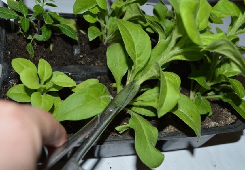 Проведення прищепки петунії Проведення прищепки петунії