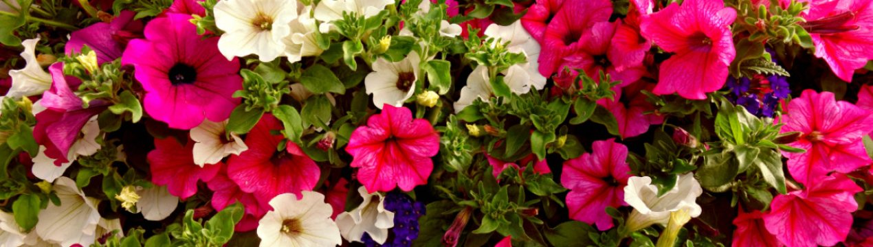 Чим більше ми її стригем, тим пишніше росте. Як правильно прищипнути петунію, щоб кущ був пишним і красивим