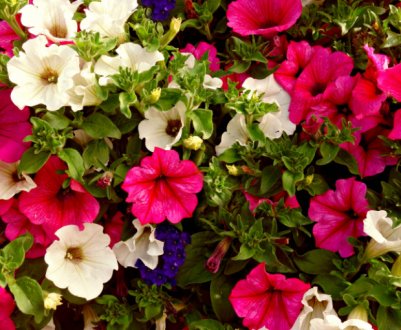 Чим більше ми її стригем, тим пишніше росте. Як правильно прищипнути петунію, щоб кущ був пишним і красивим