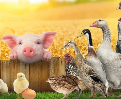 В 2021 році очікується зростання виробництва української птиці і свиней