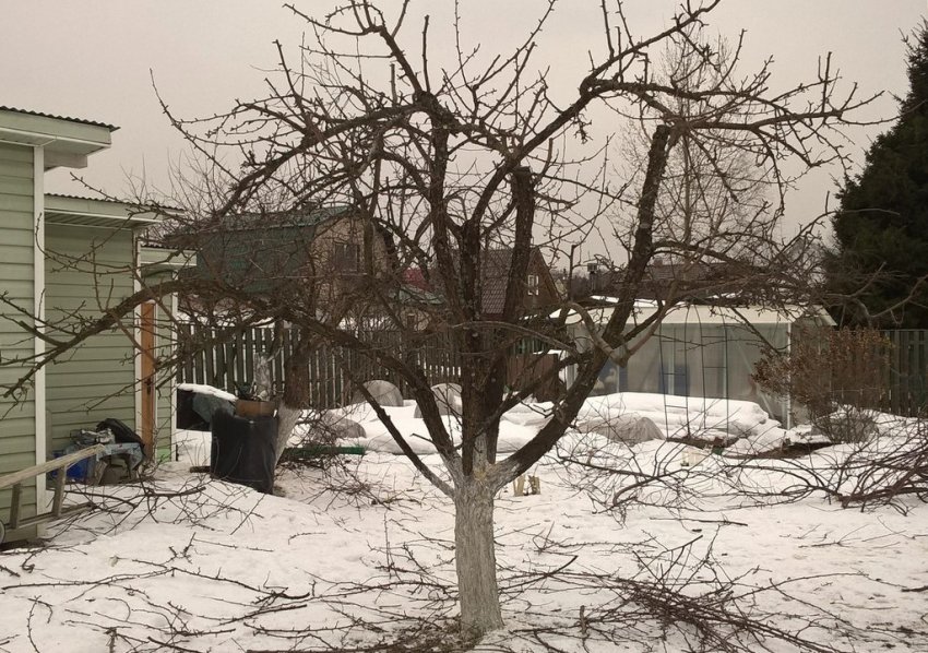 Обрізка старої яблуні Обрізка старої яблуні