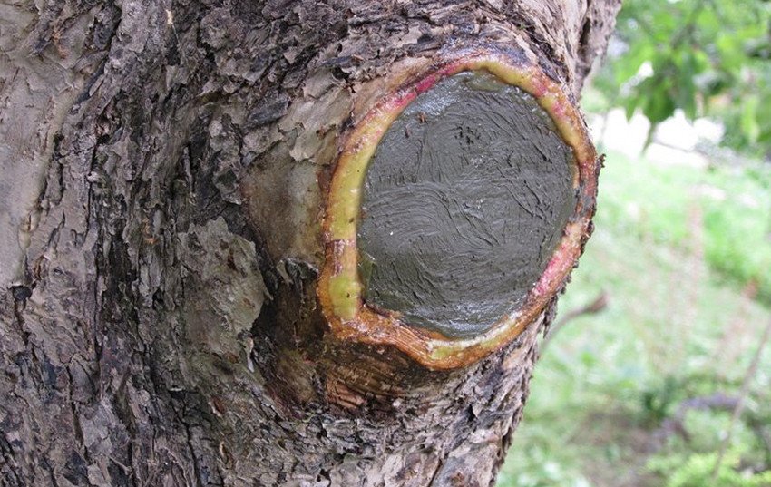 Замазка для дерева Замазка для дерева