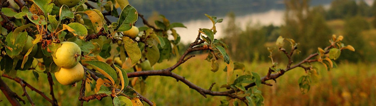 Дідівський рецепт замазки врятує вашу стару яблоню