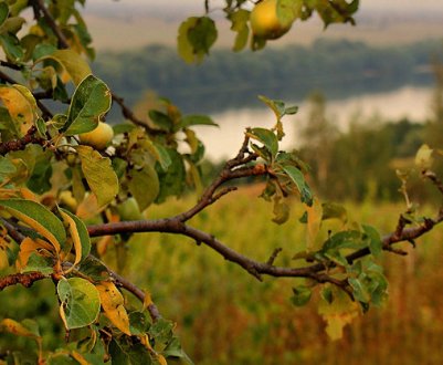 Дідівський рецепт замазки врятує вашу стару яблоню