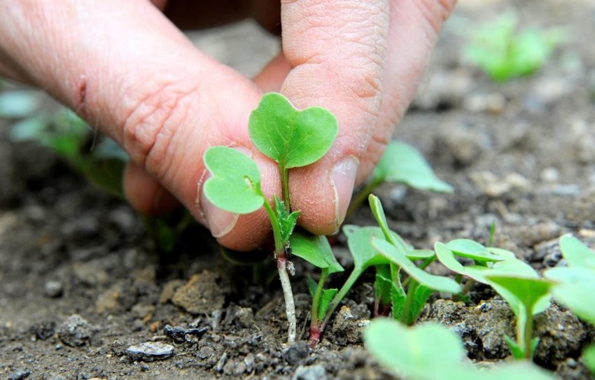 Загущення посадок
