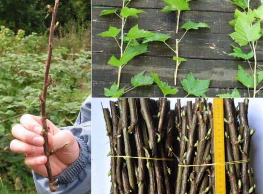 Черенкування смородини весною