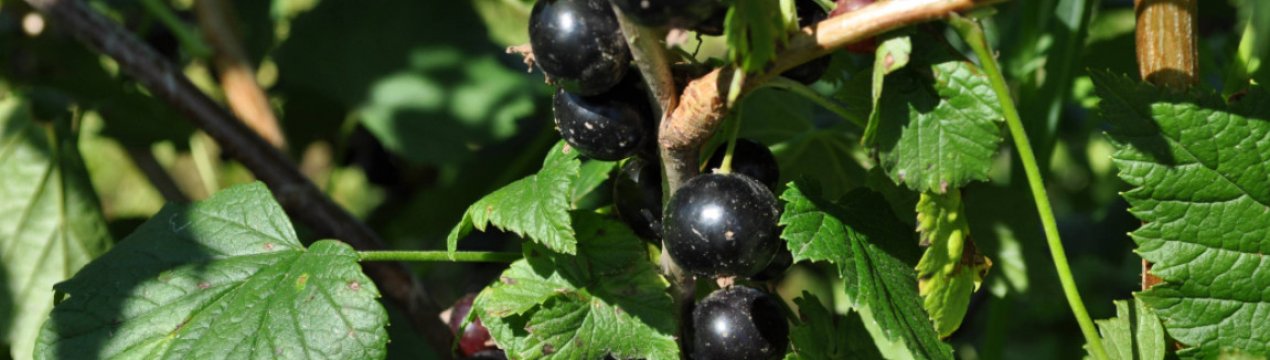 Як з одного куща отримати плантацію чорної смородини? Черенкування у квітні