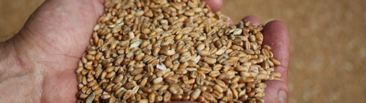 Попит на пшеницю в Китаї продовжує зростати