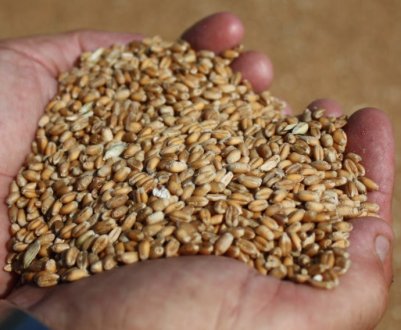 Попит на пшеницю в Китаї продовжує зростати