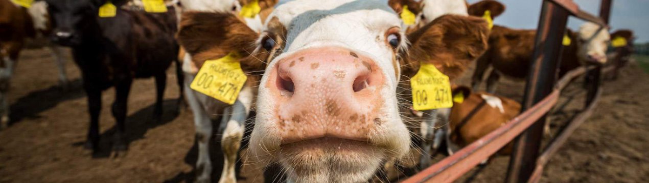 Правительство збільшило державну підтримку фермерських господарств