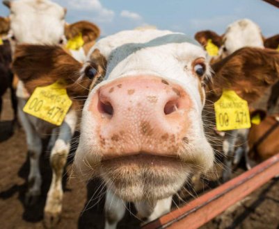 Правительство збільшило державну підтримку фермерських господарств