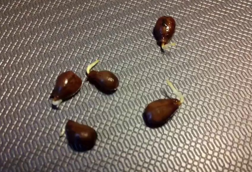 Пророщені насіння винограду