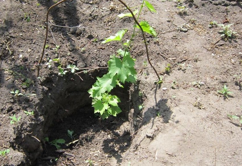 Посадка винограду в саду