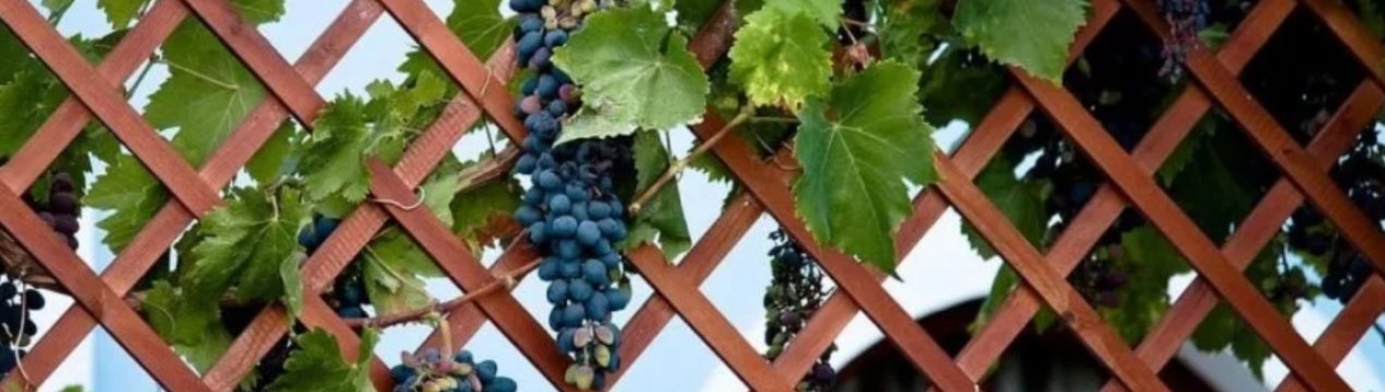 Виноград з кісточки. Стоять чиїсь зусилля результатом?