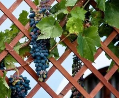 Виноград з кісточки. Стоять чиїсь зусилля результатом?