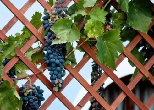 Виноград з кісточки. Стоять чиїсь зусилля результатом?