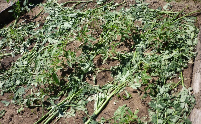 Мульчування томатною ботвою Мульчування томатною ботвою