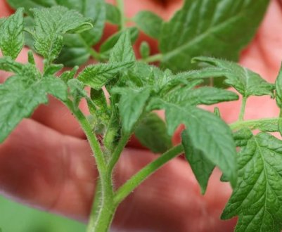 Досвідчені городники не викидають помідорну лозу! 3 способи використання в саду та городі