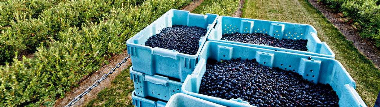 Уже в найближчому майбутньому українські виробники ягід можуть втратити до 30% врожаю