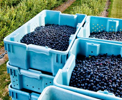 Уже в найближчому майбутньому українські виробники ягід можуть втратити до 30% врожаю