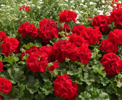 Із квартири на квітнику! Коли пересаджувати герань в відкритий грунт? Визначаємо терміни