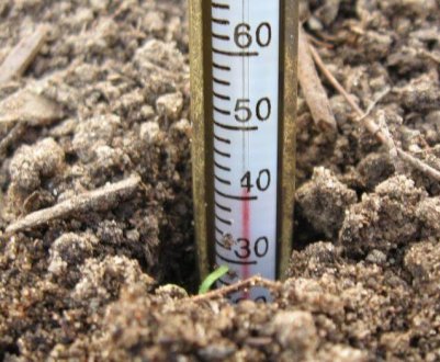 Перед посівом не забудьте розбудити ґрунт! Ділюся 3-ма способами