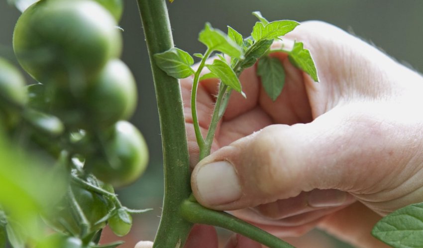 Пасинкування томатів