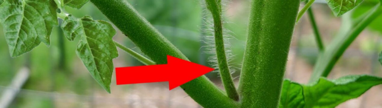 Які листки помідорів видаляти, а які залишити? Ділюся схемою